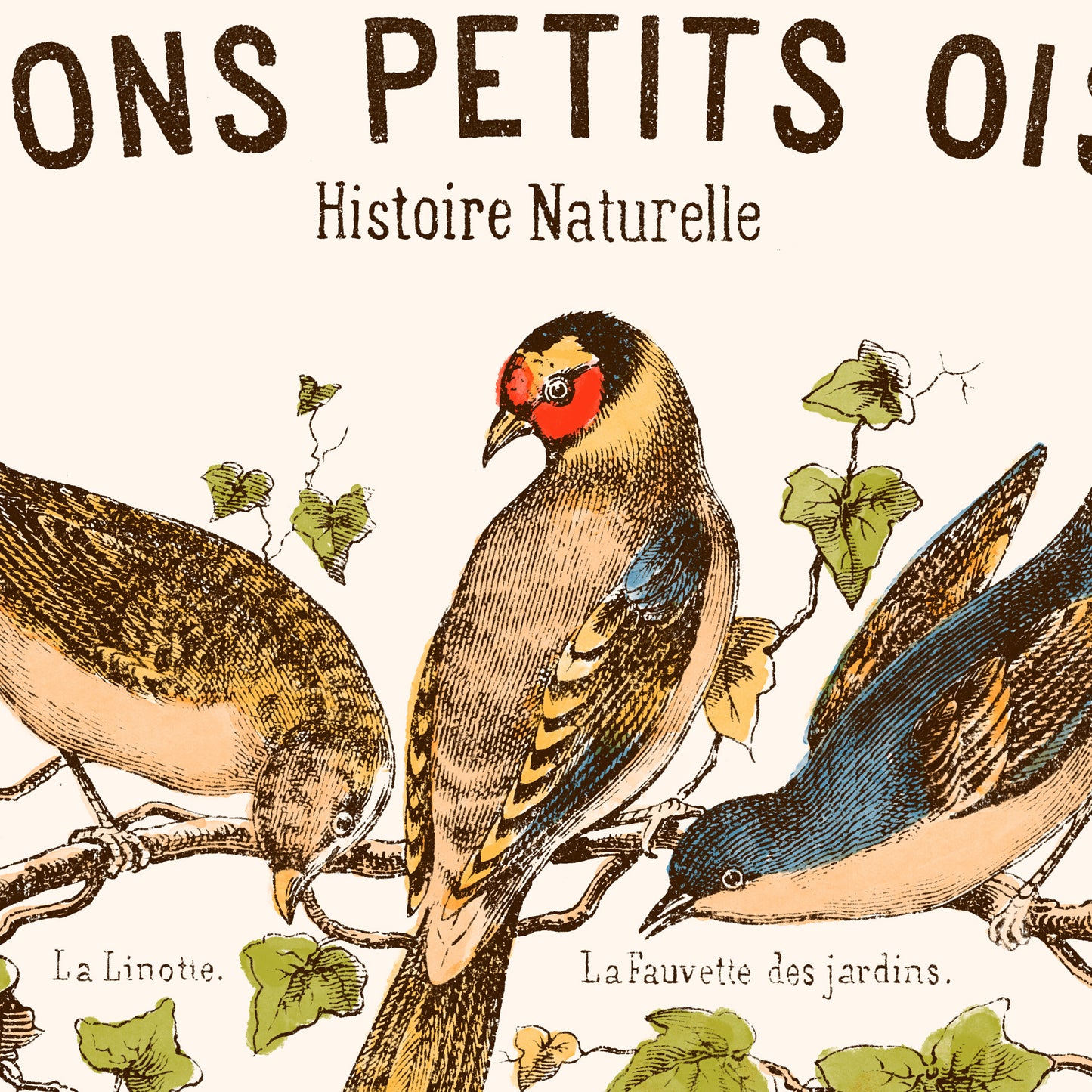 Affiche : Nos Bons Petits Oiseaux - Planche éducative
