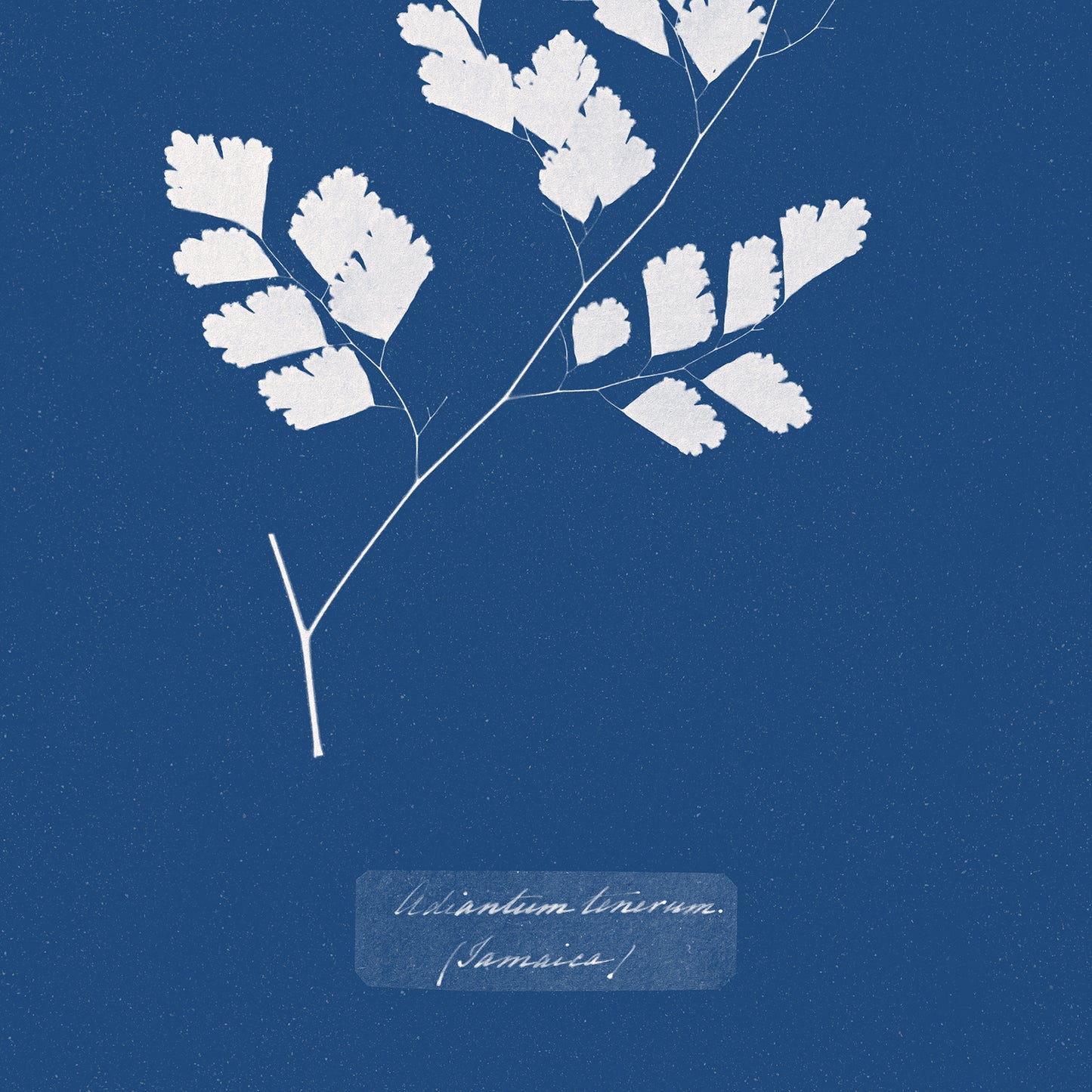 Affiche: Adiantum Tenerum - Anna Atkins