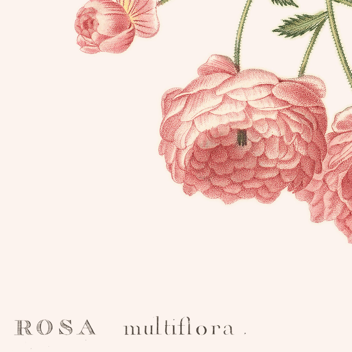 Affiche : Rosa Multiflora