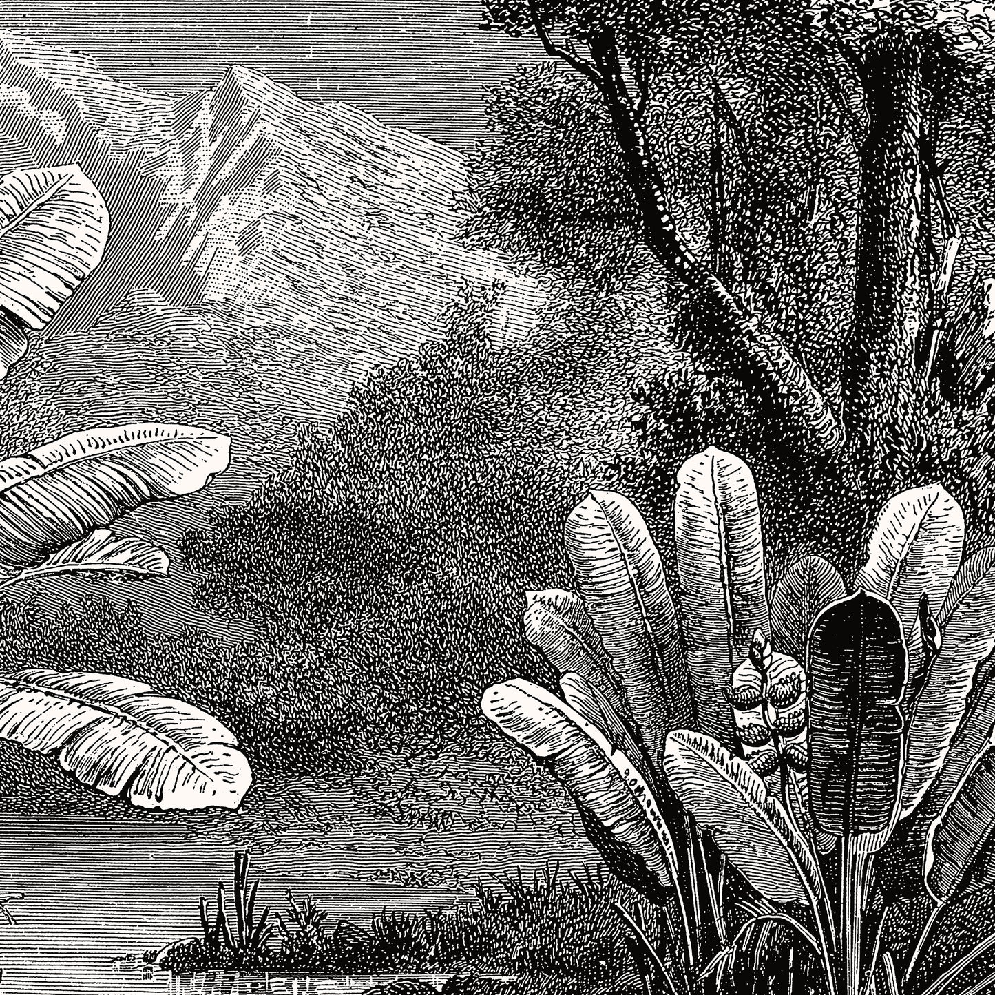 Poster : Tropical marsh