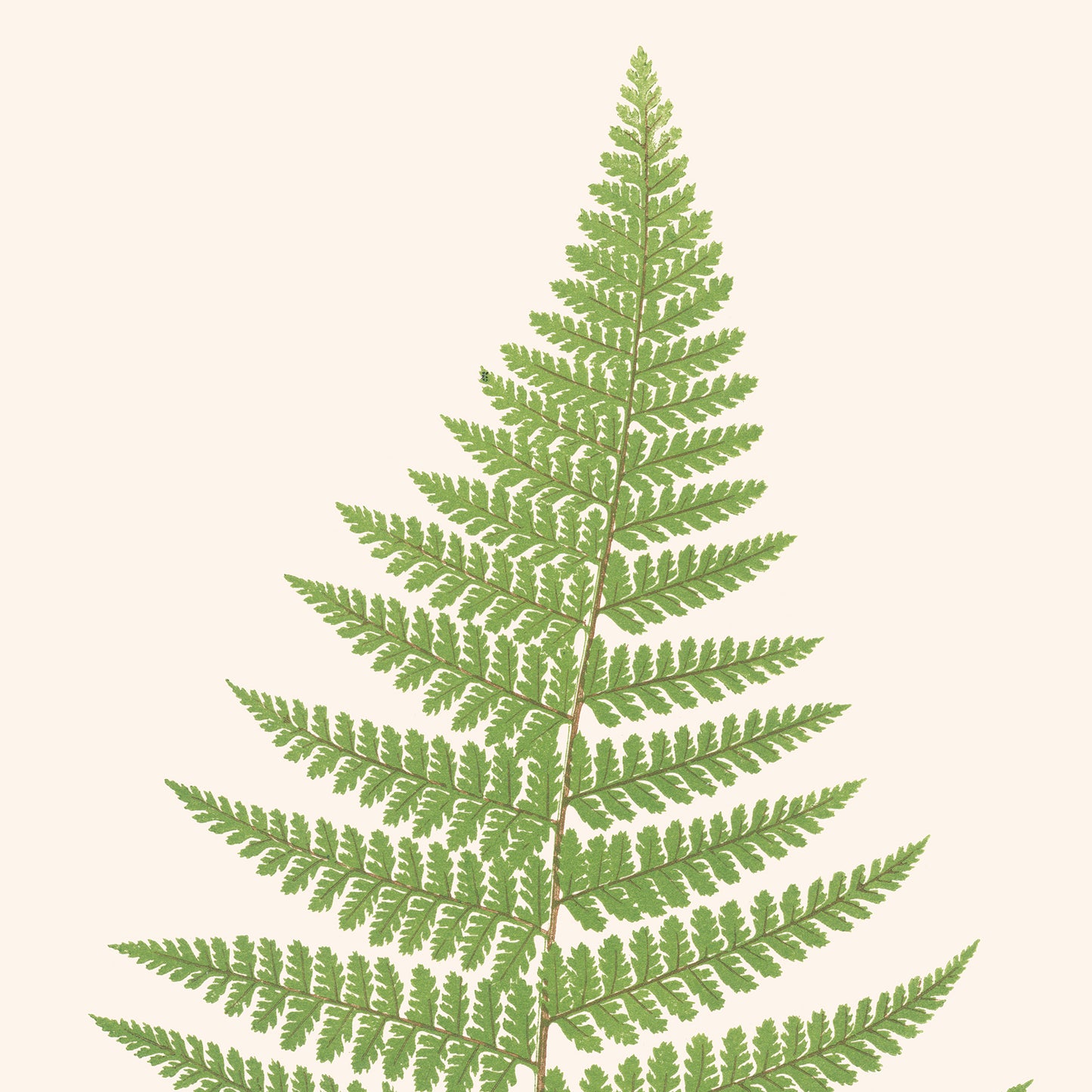 Poster: Dicksonia Rubiginosa