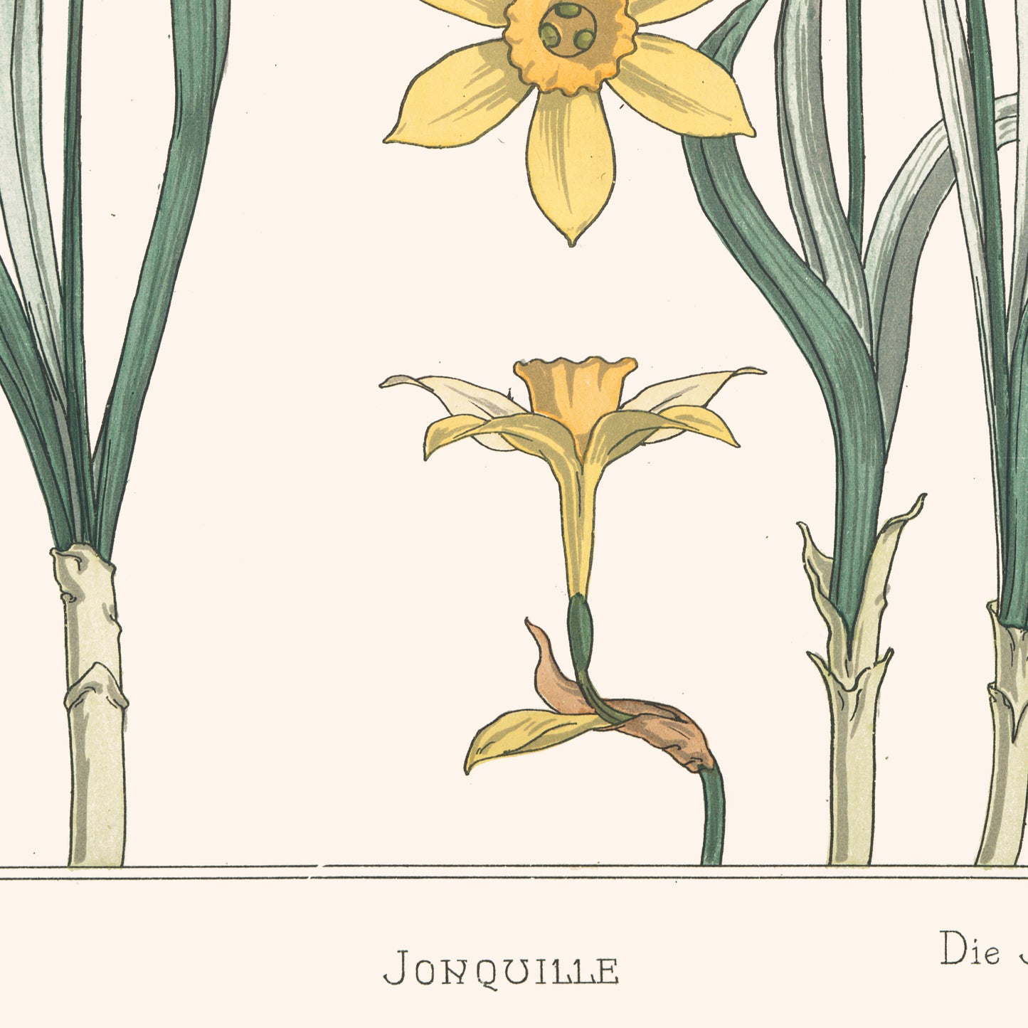 Poster: Daffodil
