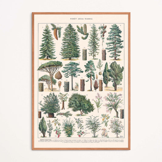 Affiche : Forêt (Arbres Forestiers)