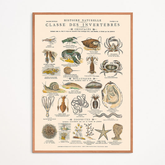 Affiche : Invertébrés - Crustacés Mollusques & Zoophytes - Planche éducative