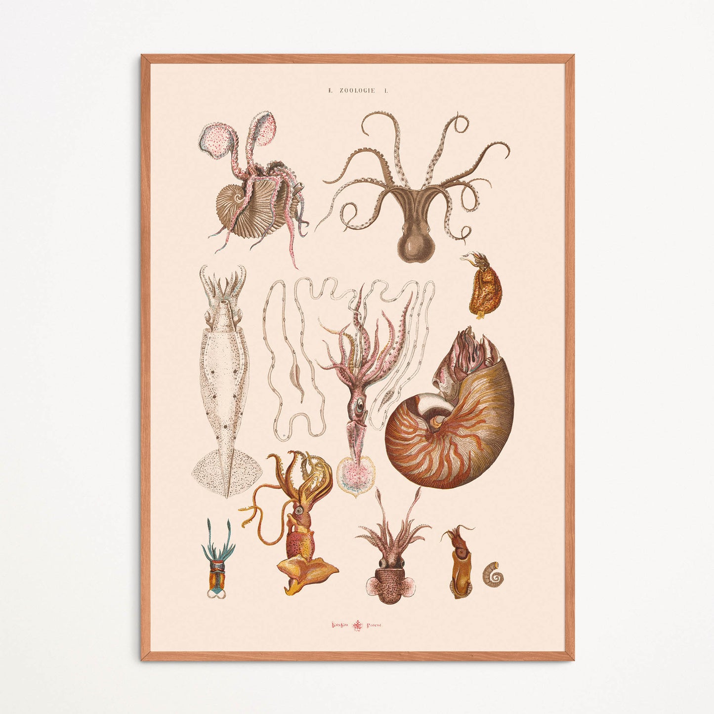 Affiche : Mollusques - Zoologie