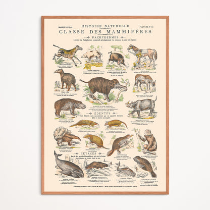 Poster: Mammals - Pachyderms - Educational board 