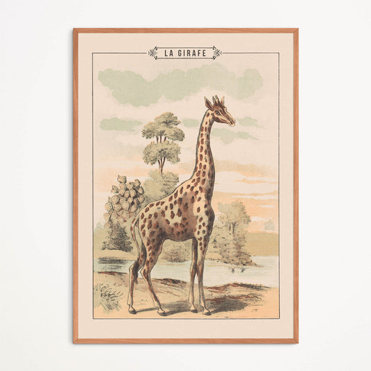 Affiche : Girafe