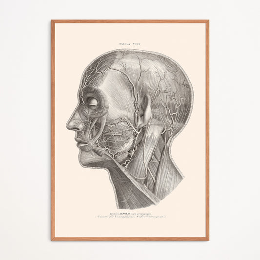 Affiche : Icones Nervorum Capitis