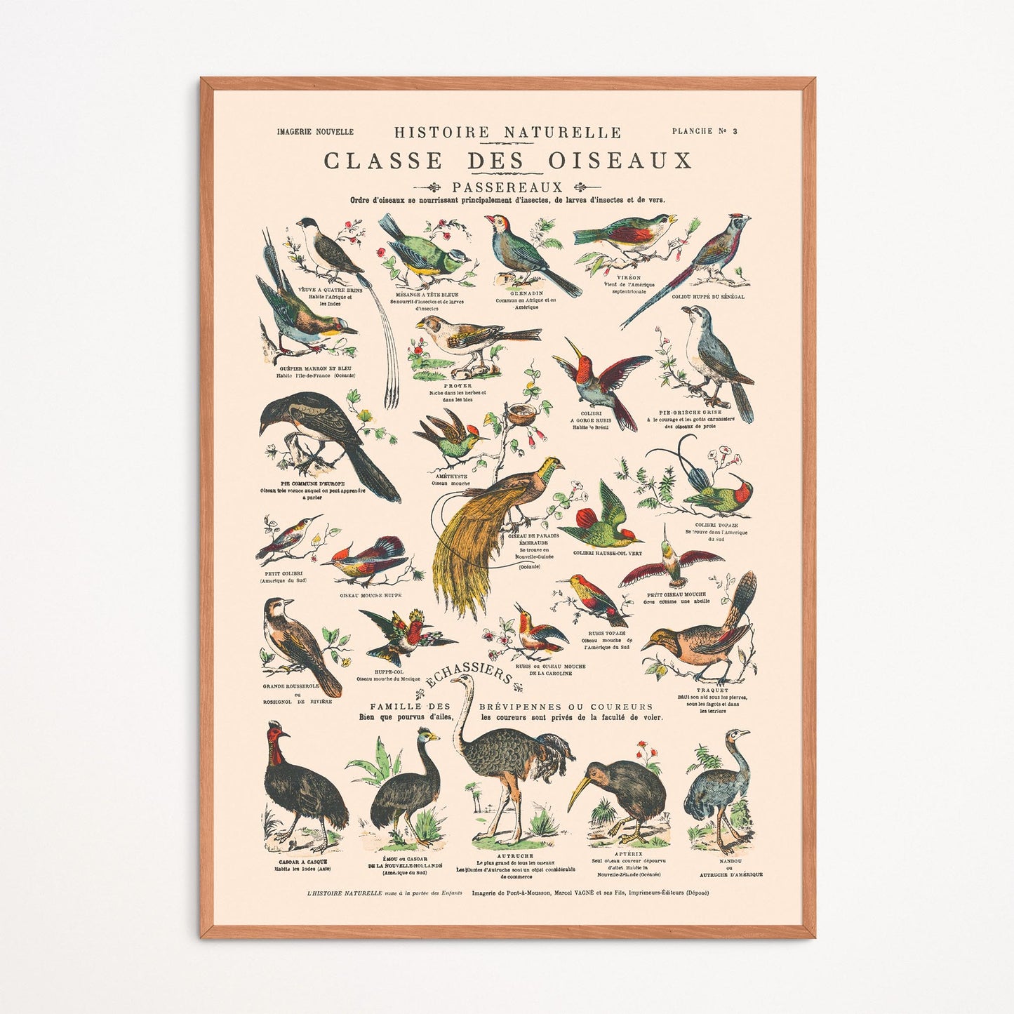 Affiche : Oiseaux, Passereaux et Échassiers - Planche éducative