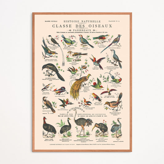 Affiche : Oiseaux, Passereaux et Échassiers - Planche éducative