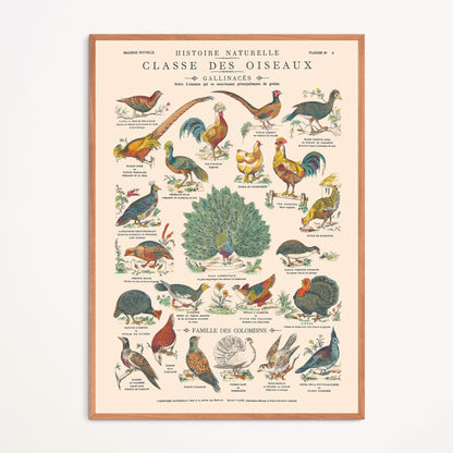 Affiche : Oiseaux, Gallinacés & Colombins - Planche éducative