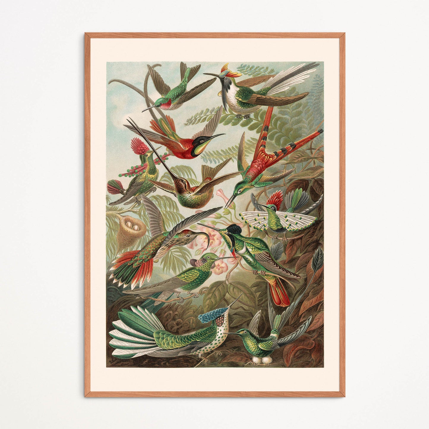 Affiche : Oiseaux de Paradis - Colibris - Hummingbirds - Ernst Haeckel