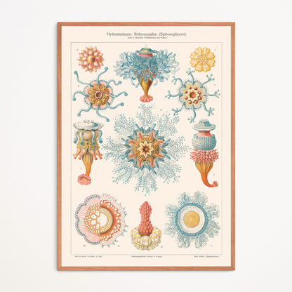 Affiche : Hydromedusen - Ernst Haeckel