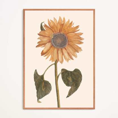 Poster: Sunflower