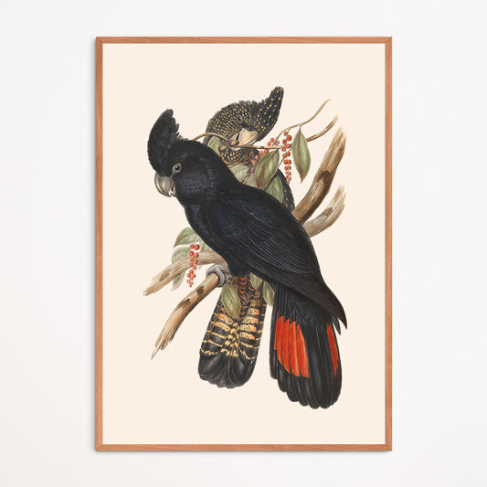 Poster: Red-winged Cockatoo