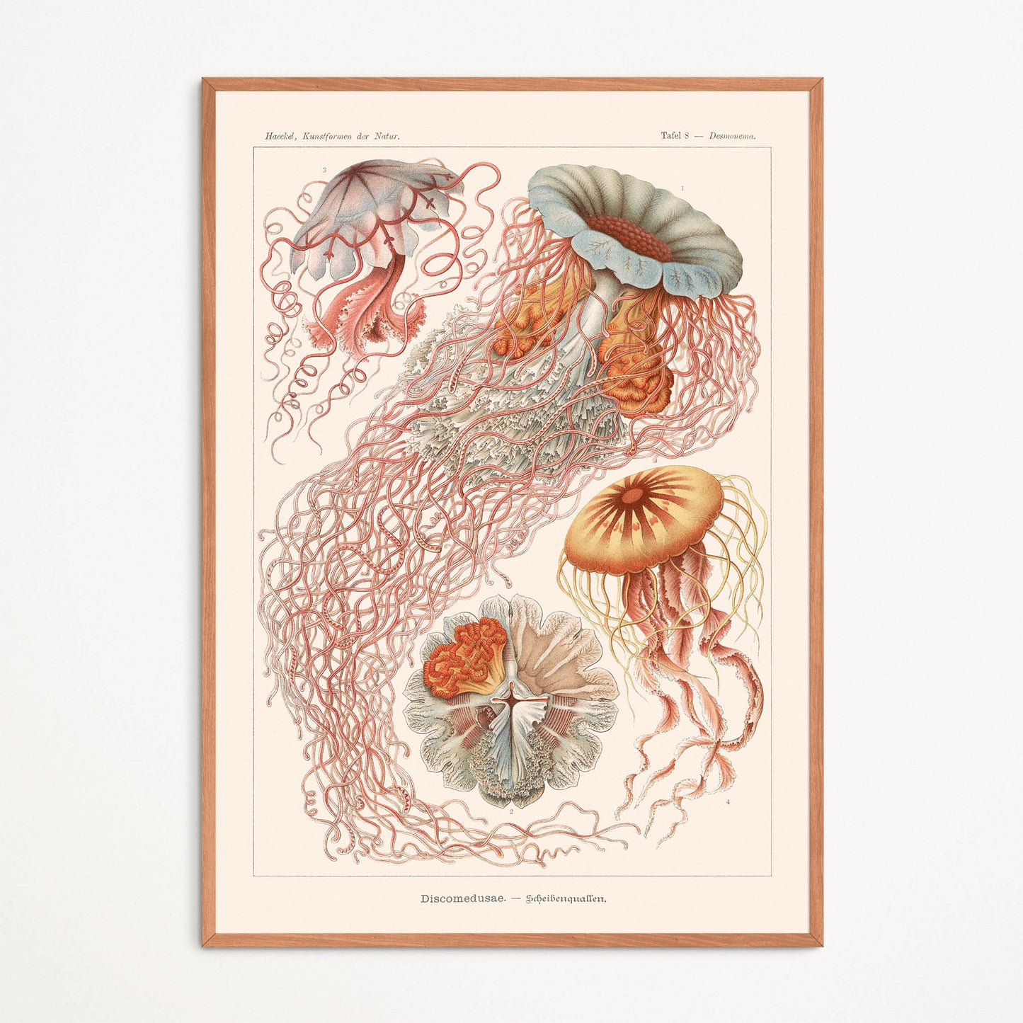 Affiche : Discomedusae - Ernst Haeckel