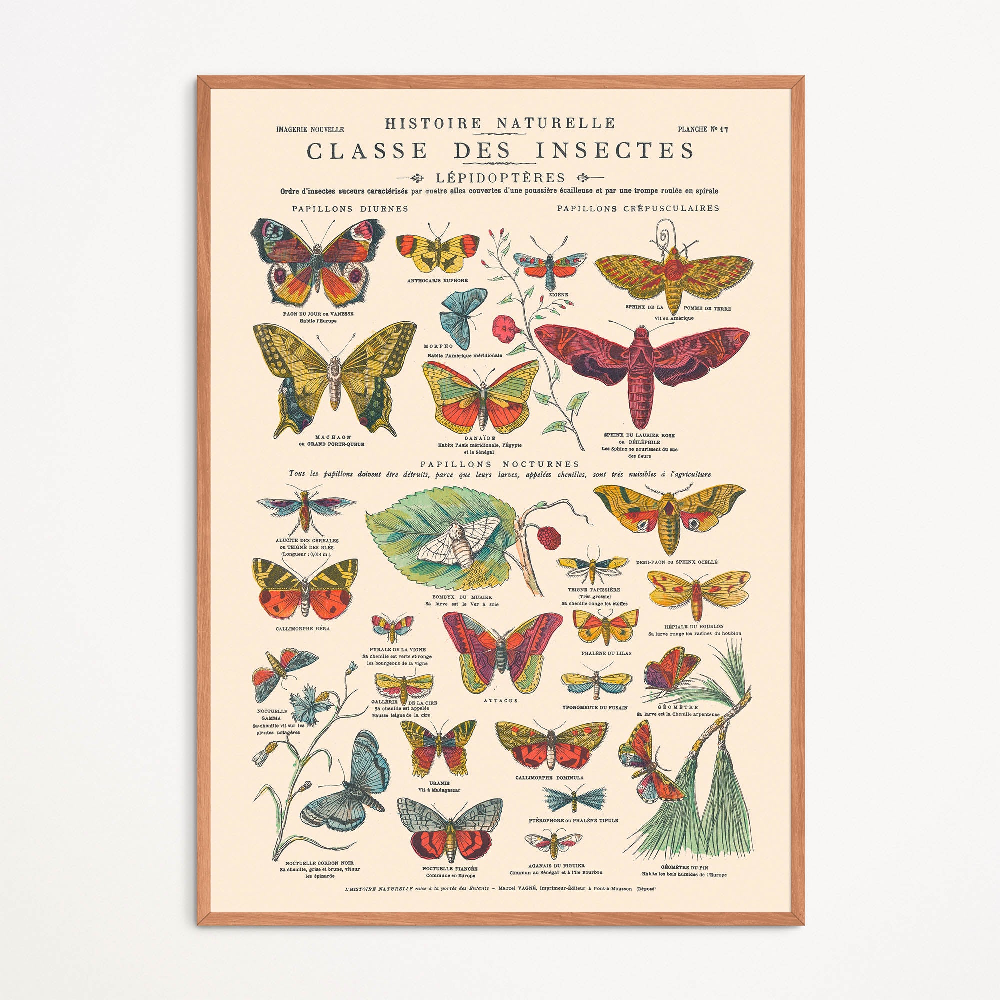 Planche Insecte Affiche : Insectes, Papillons - Planche éducative – Aster Edition