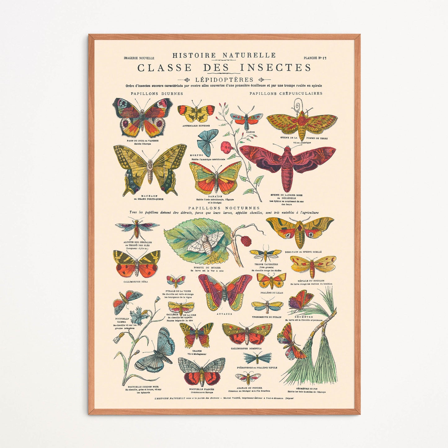 Poster: Insects, Butterflies - Educational board