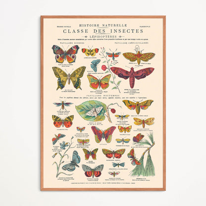 Poster: Insects, Butterflies - Educational board