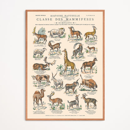 Affiche : Mammifères - Ruminants - Planche éducative