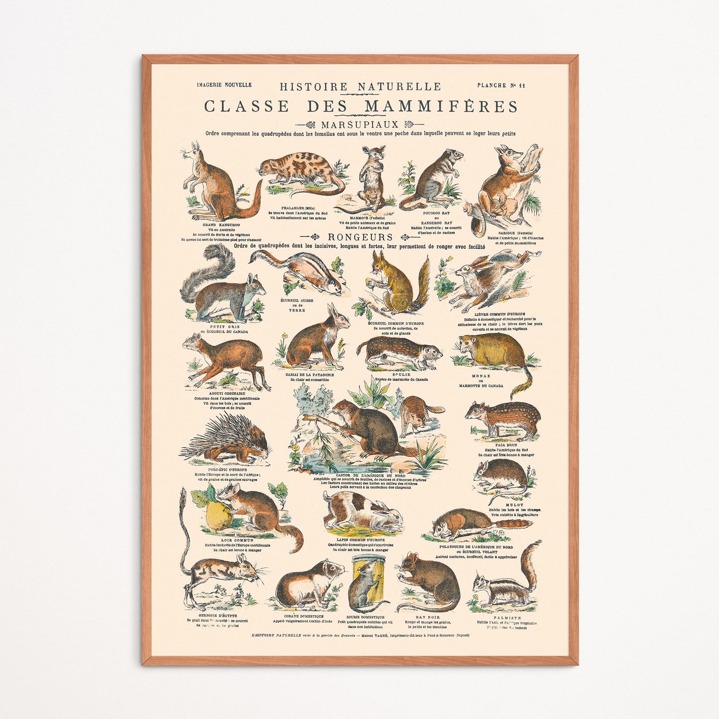 Affiche : Mammifères - Marsupiaux & Rongeurs - Planche éducative