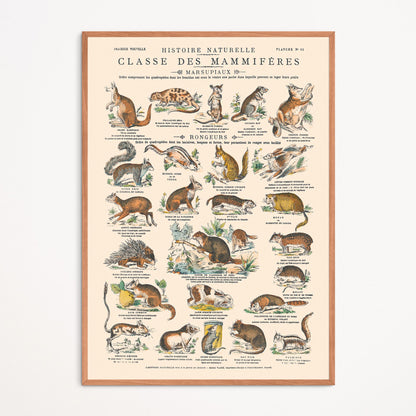 Affiche : Mammifères - Marsupiaux & Rongeurs - Planche éducative