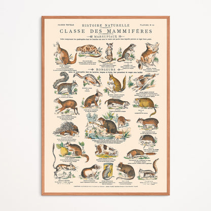 Poster: Mammals - Marsupials and Rodents - Educational board