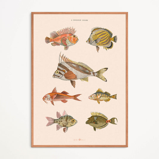 Affiche : Poissons - Zoologie XXXXIIII