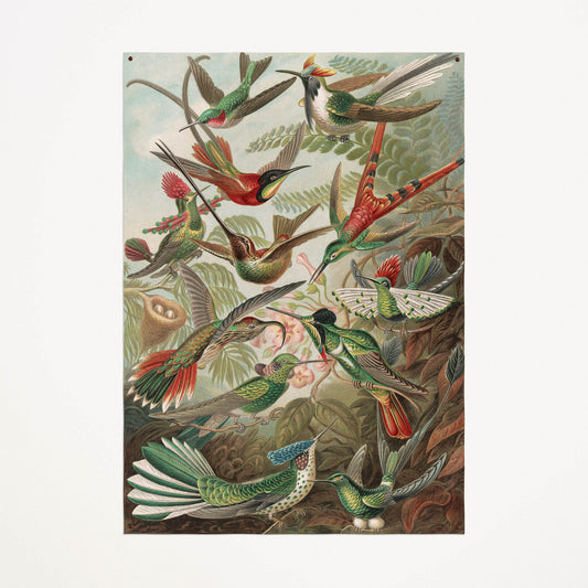 Canvas: Birds of Paradise - Hummingbirds - Ernst Haeckel