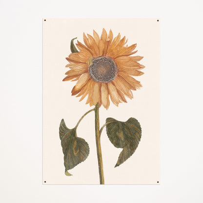 Canvas: Sunflower