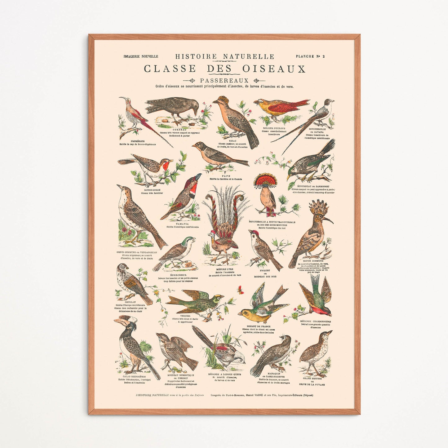 Affiche : Oiseaux, Passereaux II - Planche éducative