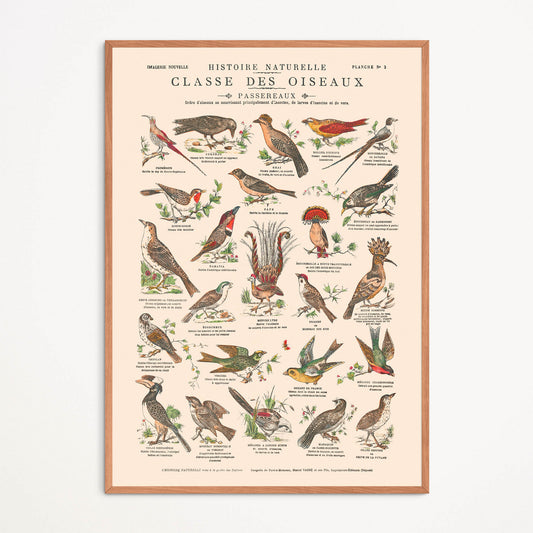 Affiche : Oiseaux, Passereaux II - Planche éducative