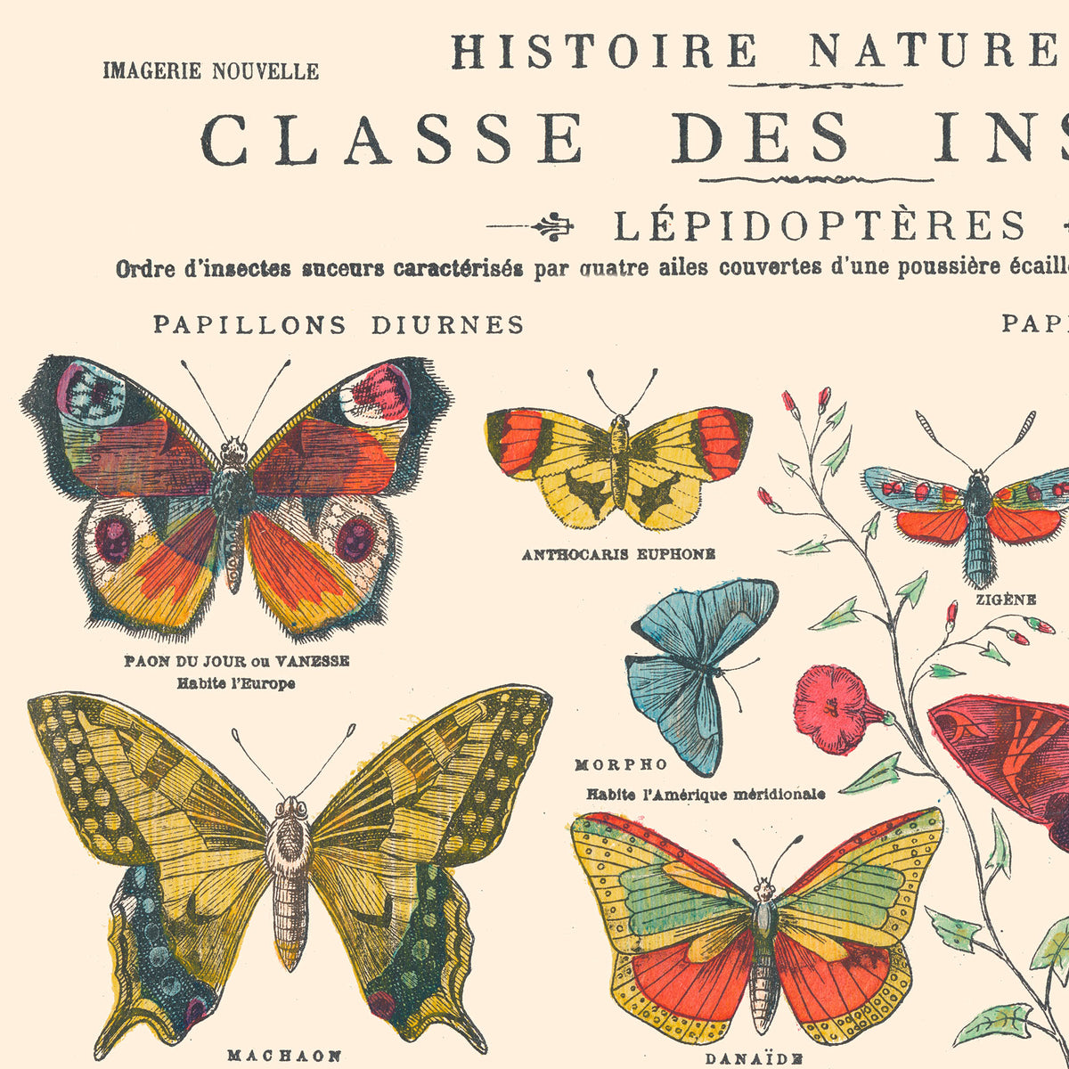 Planche Insecte Affiche : Insectes, Papillons - Planche éducative – Aster Edition