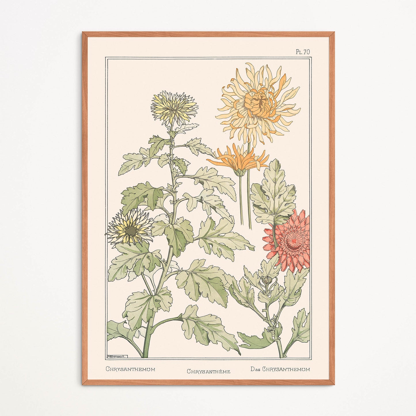 Affiche : Chrysanthème