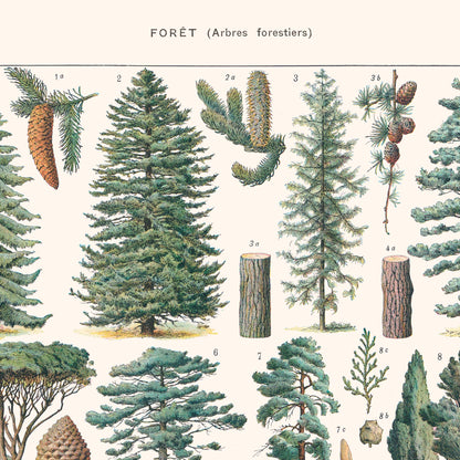 Affiche : Forêt (Arbres Forestiers)