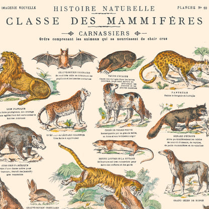 Affiche : Mammifères - Carnassiers - Planche éducative