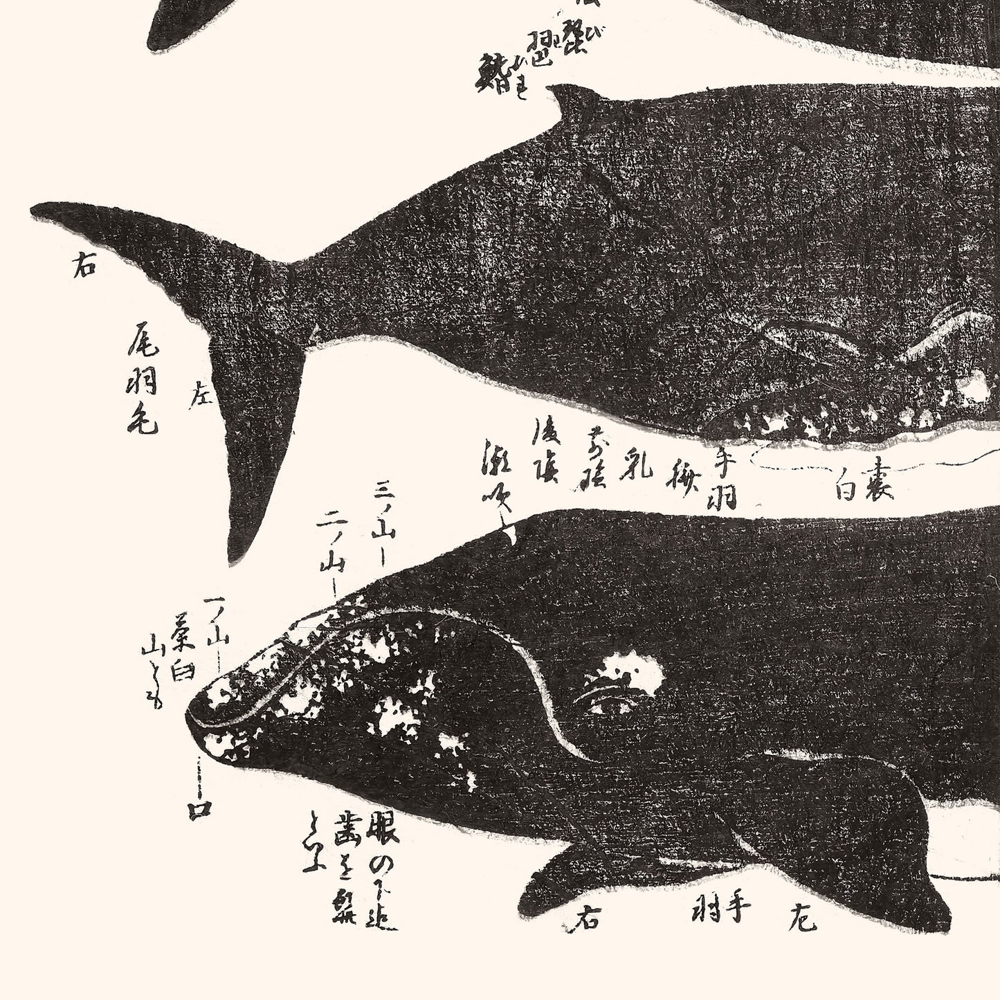 Diptych: Whales 鯨 Jokō roku 除蝗録 - Hasegawa Settan