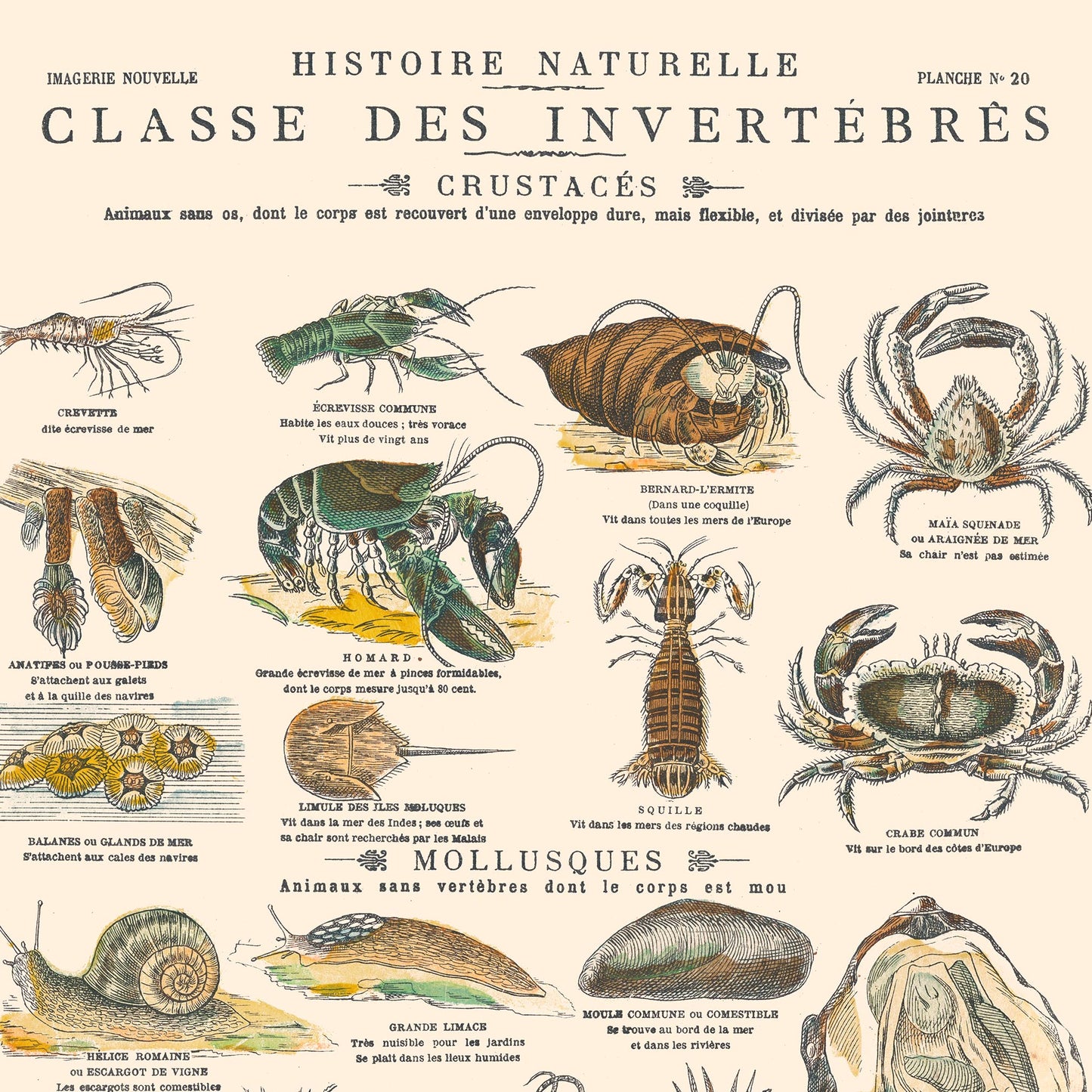 Affiche : Invertébrés - Crustacés Mollusques & Zoophytes - Planche édu ...