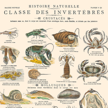 Affiche : Invertébrés - Crustacés Mollusques & Zoophytes - Planche éducative