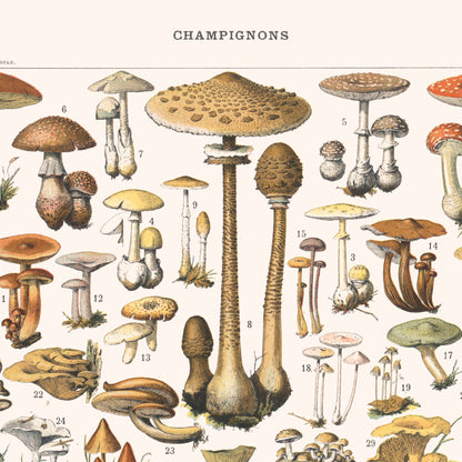 Toile : Champignons I