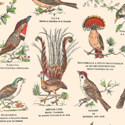 Affiche : Oiseaux, Passereaux II - Planche éducative