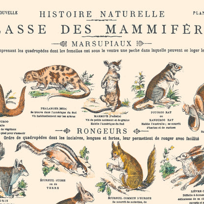 Poster: Mammals - Marsupials and Rodents - Educational board