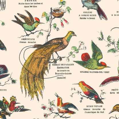 Affiche : Oiseaux, Passereaux et Échassiers - Planche éducative