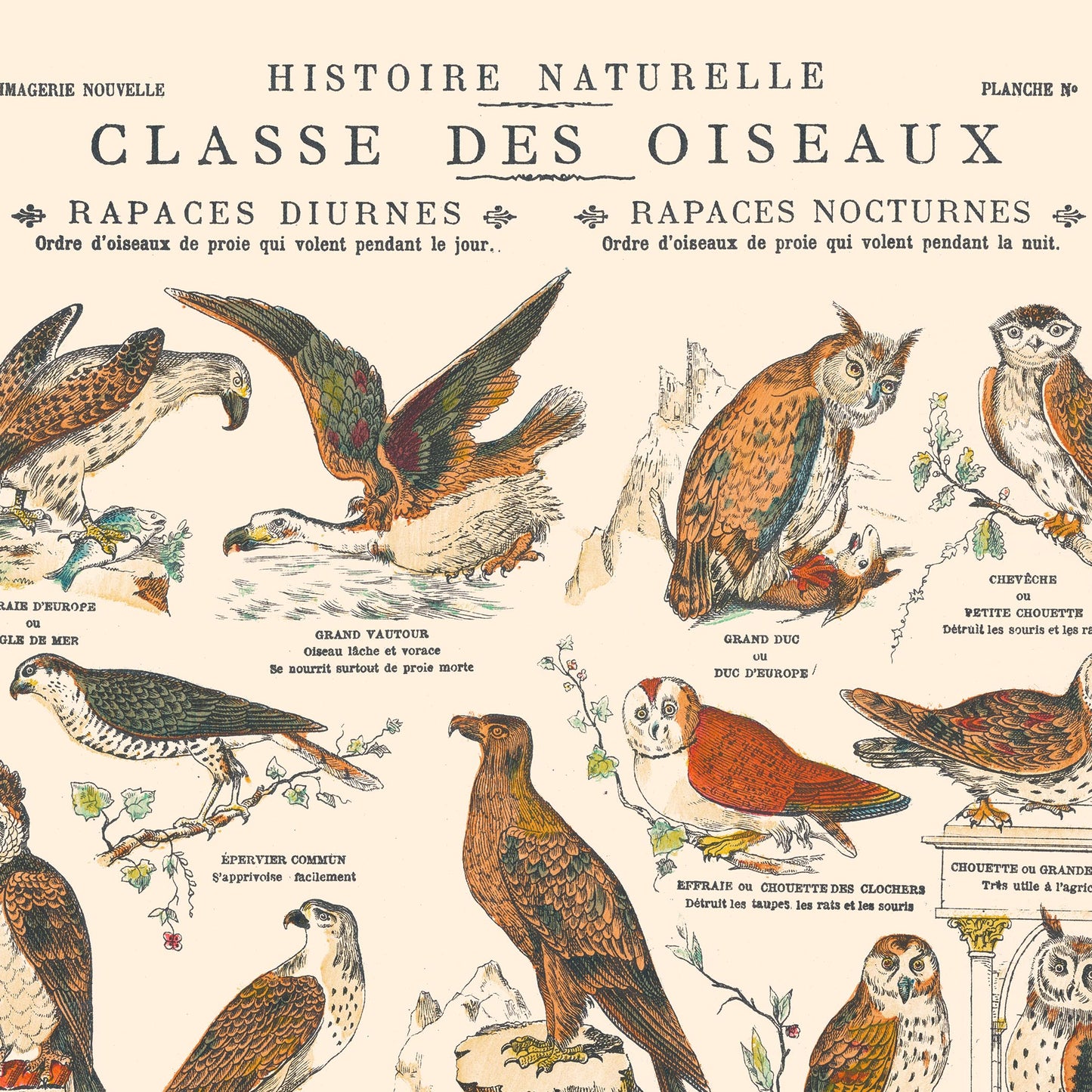 Affiche : Oiseaux, Rapaces Diurnes & Rapaces Nocturnes - Planche éducative