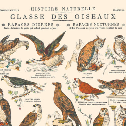 Affiche : Oiseaux, Rapaces Diurnes & Rapaces Nocturnes - Planche éducative