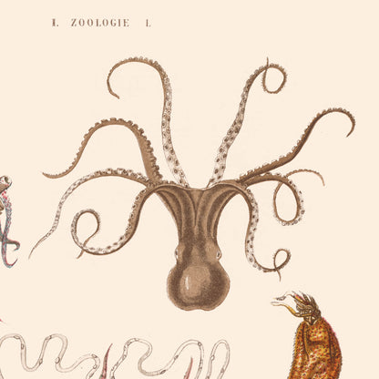 Affiche : Mollusques - Zoologie