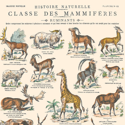 Poster: Mammals - Ruminants - Educational board