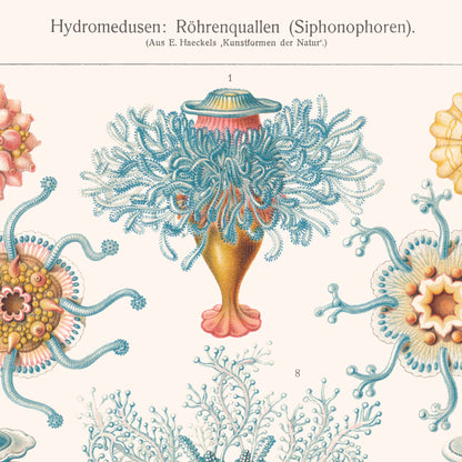 Affiche : Hydromedusen - Ernst Haeckel