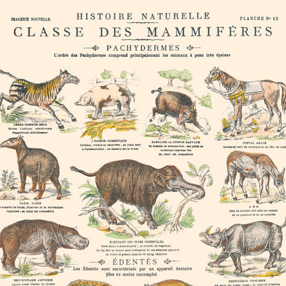 Affiche : Mammifères - Pachydermes  - Planche éducative