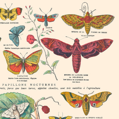 Poster: Insects, Butterflies - Educational board